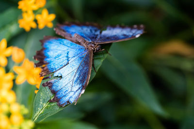 Close-up of butterfly pollinating on purple flower