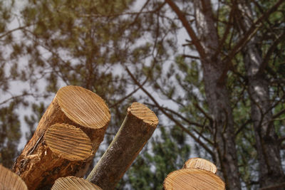 Low angle view of trees in forest