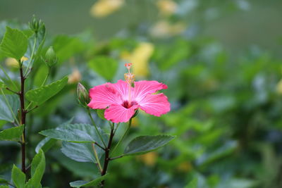 Close-up of pink flowering plant