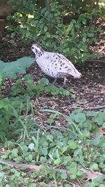 High angle view of bird perching on a field