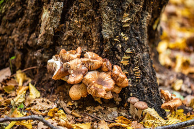 Close-up of mushroom growing on tree trunk