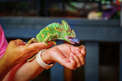 Cropped hand of woman holding plant