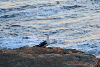 Seagull on rock