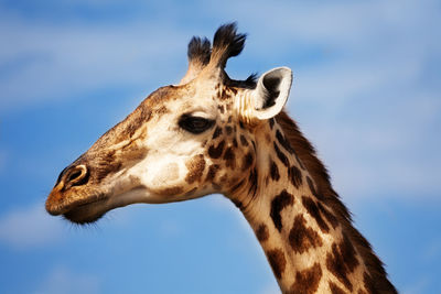 Close-up of giraffe against sky