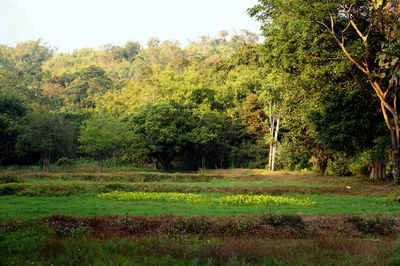 plant