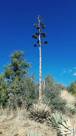 Low angle view of succulent plant against clear blue sky