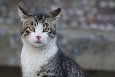 Close-up portrait of cat