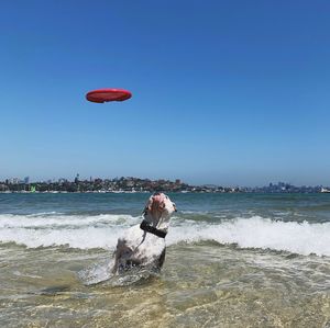 Bulldog jumping for frisbee in shore break of beach