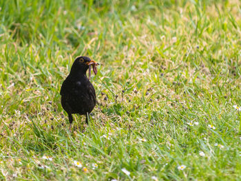 Bird perching on a field. blackbird, turdus merula, catching worms in the grass