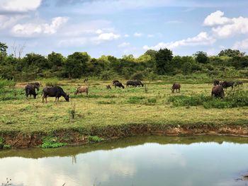 Horses in a lake