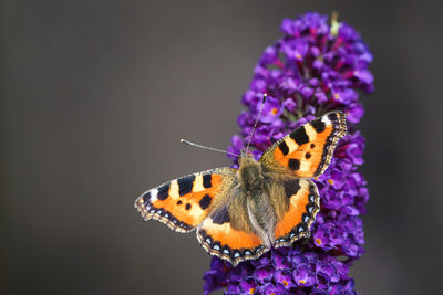 Close-up of butterfly on purple flower