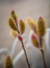 Close-up of flowering plant