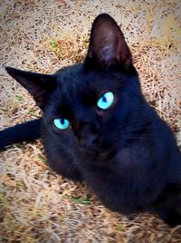 Close-up portrait of cat