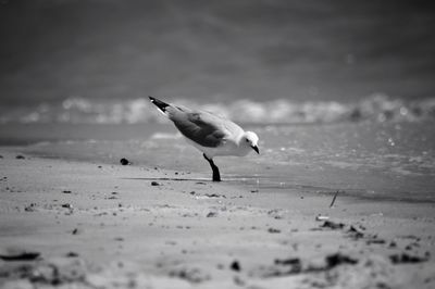 Close-up of bird on beach