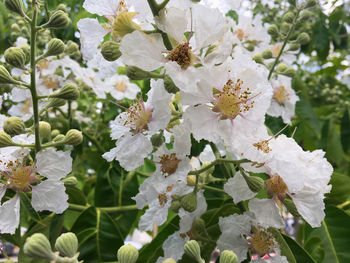 Close-up of white flowering plant