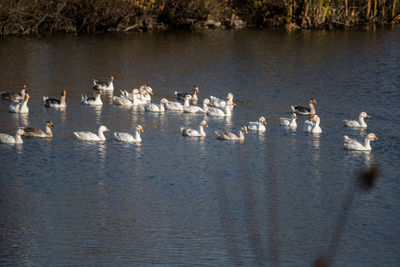 High angle view of birds in lake
