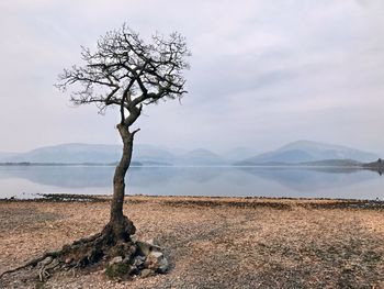 Bare tree on landscape against sky