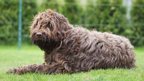 Close-up of dog sitting on grassy field