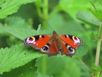 Close-up of butterfly on leaf