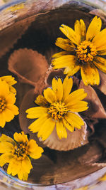 High angle view of yellow flowering plant in water