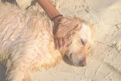 Low section of person with dog on beach