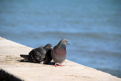 Close-up of bird perching on beach