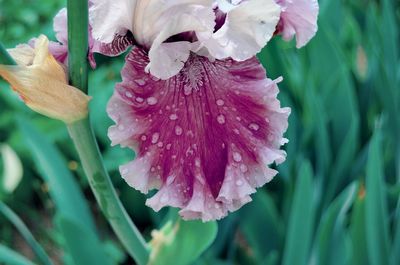 Close-up of pink rose flower
