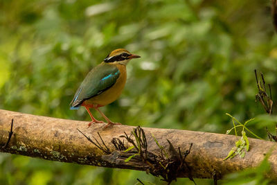 Close-up of bird perching on branch