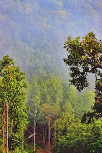 Low angle view of trees in forest against sky