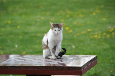 Portrait of cat sitting outdoors