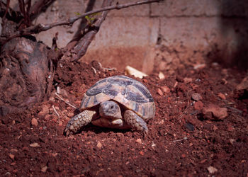 Close-up of turtle on ground