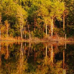 Reflection of trees in lake
