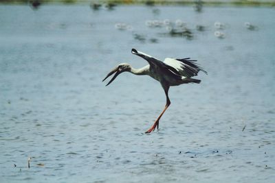 Bird flying over sea