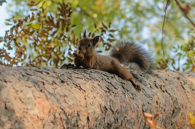 Squirrel on tree trunk