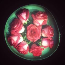 Close-up of pink rose over black background