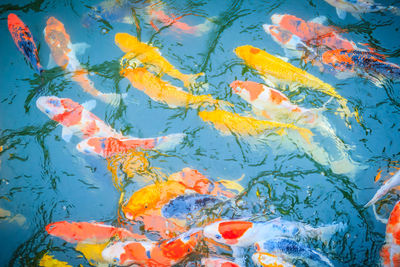 View of fish swimming in sea