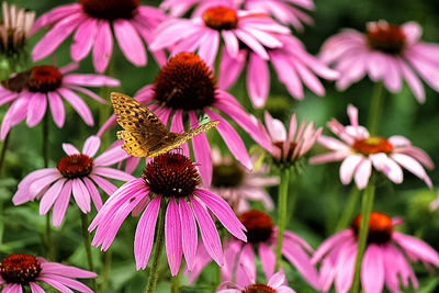 Close-up of pink flower