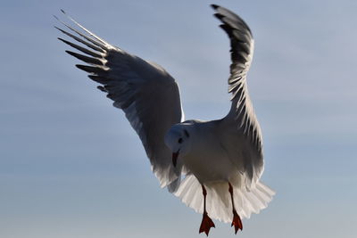 Low angle view of seagulls flying against sky