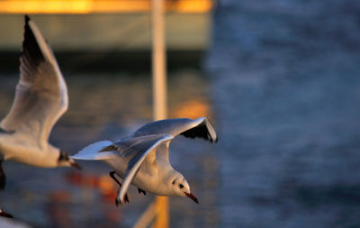 Close-up of bird flying