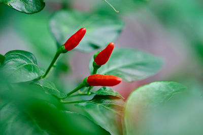 Red chili peppers on the tree branch