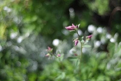 Close-up of pink flowering plant