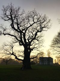 Bare tree on field against sky