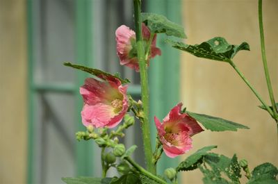 Close-up of pink flower on plant