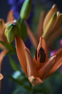 High angle view of orange flower blooming in park