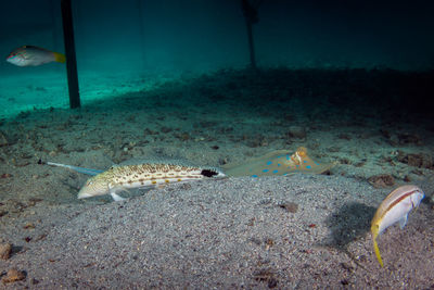 Fish swimming in sea