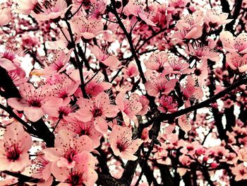 Low angle view of cherry blossoms in spring