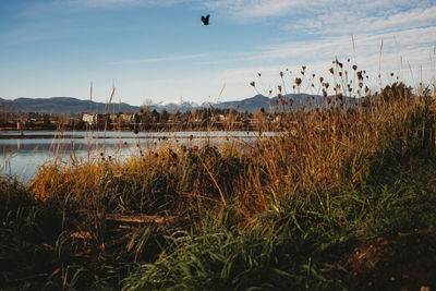Birds flying over lake against sky