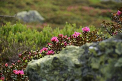 Close-up of purple flowering plants on field