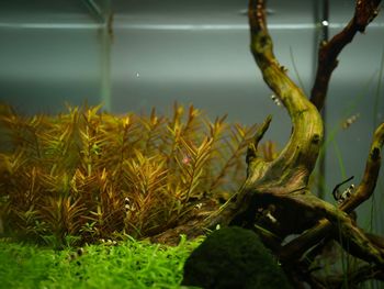 Close-up of plants against blurred background