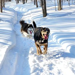 Dog running on snow covered land